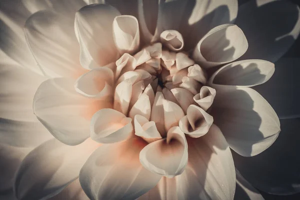 Biała Dahlia Pięknymi Białymi Liśćmi Kwiat Jesieni Ogrodowej — Zdjęcie stockowe
