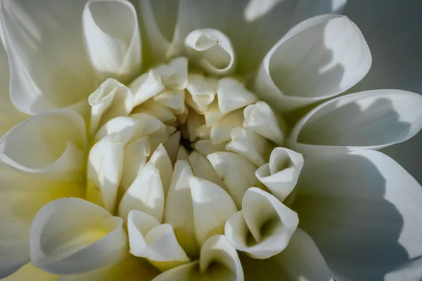 Weiße Dahlie Mit Schönen Weißen Blättern Gartenherbstblume — Stockfoto