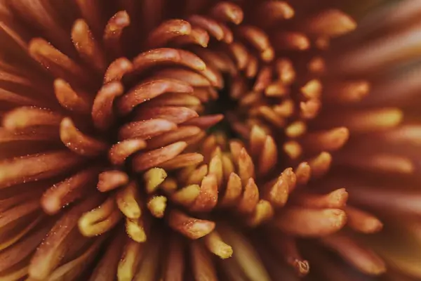 Delikatny Żywy Żółty Kwiat Ukazuje Piękno Natury Skomplikowanymi Detalami Delikatny — Zdjęcie stockowe