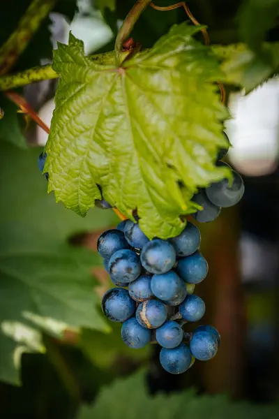 熟した果実の鮮やかなブドウ畑は 農業とワイン醸造の芸術を展示しています 熟した果実の鮮やかなブドウ畑 農業とワイン醸造の芸術を展示 — ストック写真