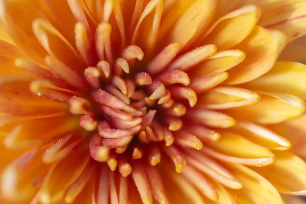 Delikatny Żywy Żółty Kwiat Ukazuje Piękno Natury Skomplikowanymi Detalami Delikatny — Zdjęcie stockowe