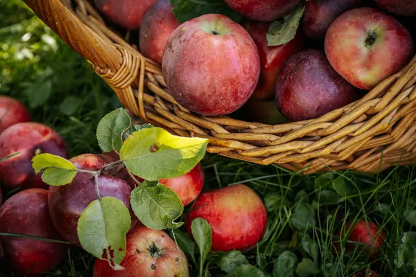 Wicker Sepetindeki Taze, Organik Elmalar bolluğu. Hasır sepetteki organik elmalar, doğanın bolluğunu ve tazeliğini gösteriyor..