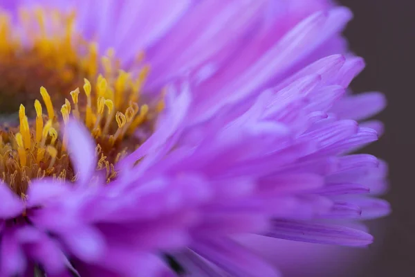 Fioletowy Kwiat Pełnym Rozkwicie Delikatne Piękno Przyrodzie Delikatny Purpurowy Kwiat — Zdjęcie stockowe