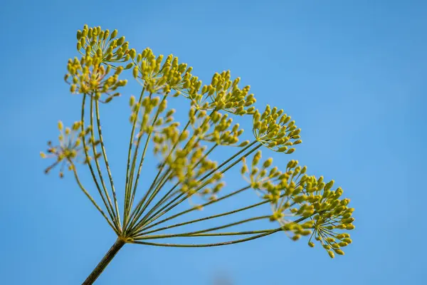 クリアブルースカイに対する咲く木の枝を咲かせます 青空に対する枝の鮮やかな黄色の花 自然な成長と美しさを示す — ストック写真