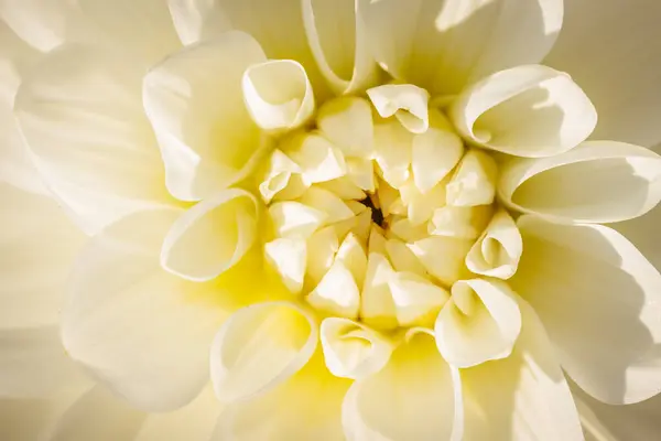 Dalia Blanca Con Hermosas Hojas Blancas Jardín Otoño Flor Imagen De Stock