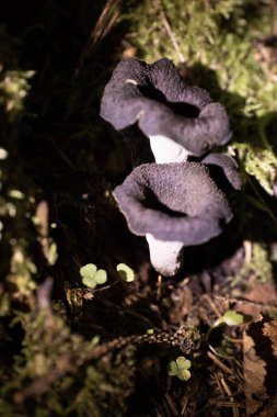 Yeşillik ve Tazelik, Woodland 'daki Yeşil Mantar' ın yakın çekimi. Çiçek açan çiçek, sakin ormanlık alanda yemyeşil bir çiçek. Hiç kimse doğal güzelliği canlı tutamaz..