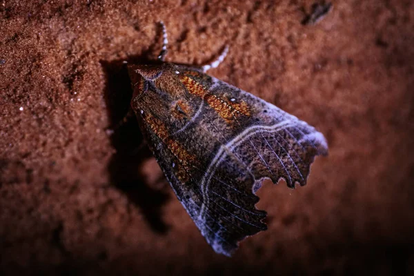 Detaylı Flora Üzerinde Canlı Yakın Plan Renkli Bir Böcek Hayvan — Stok fotoğraf