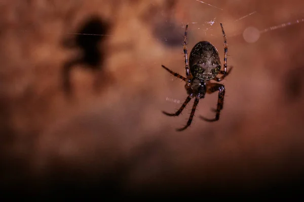 令人毛骨悚然的爬行特写蜘蛛巨怪野生动物摄影 详细宏观摄影中迷人蜘蛛的特写 — 图库照片