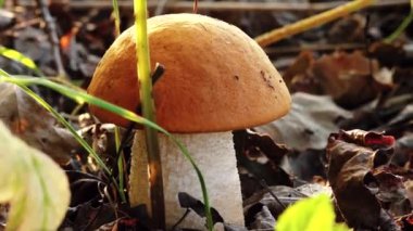 Ormanda sonbahar mantarları. Ormanda güneş ışığı. Ormanda mantar topluyor. Yumuşak seçici odak