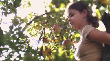 Genç bir kız bir ağacın dallarında dururken sonbahar elmaları topluyor. Seçici yumuşak odak