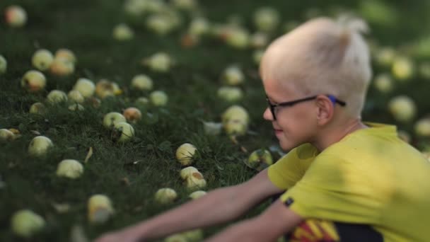 Young Boy Picks Apples Ground Selective Soft Focus — Stock Video