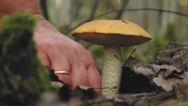 Champignons Automne Dans Forêt Ensoleillée Dans Forêt Cueillette Champignons Dans — Video