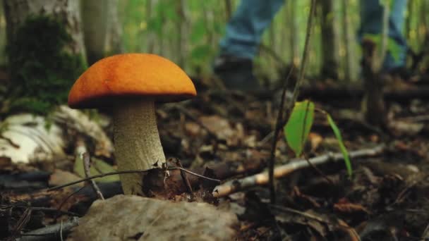 森の中の森の日光の中の秋のキノコ 森の中をピックアップするキノコ ソフトセレクティブフォーカス — ストック動画