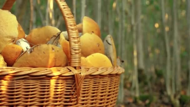 Jesienne Grzyby Leśnym Słońcu Lesie Zbieranie Grzybów Lesie Miękkie Ukierunkowanie — Wideo stockowe