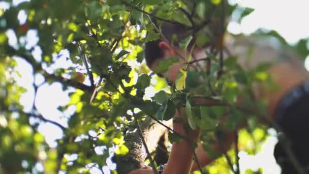 Genç Bir Çocuk Bir Ağacın Dallarında Dururken Sonbahar Elmaları Topluyor — Stok video