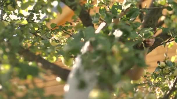 Niño Recoge Manzanas Otoño Mientras Está Pie Las Ramas Árbol — Vídeo de stock