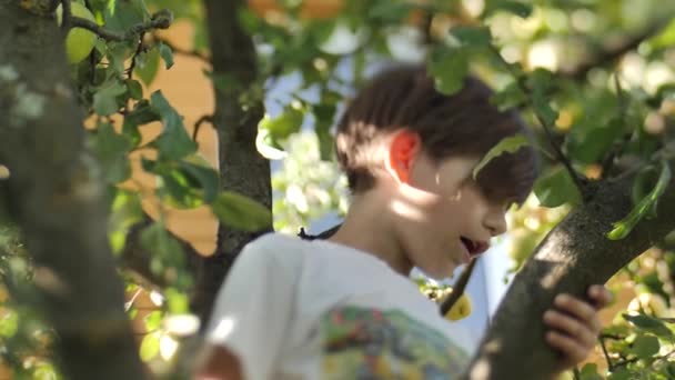 Menino Escolhe Maçãs Outono Enquanto Está Nos Galhos Uma Árvore — Vídeo de Stock