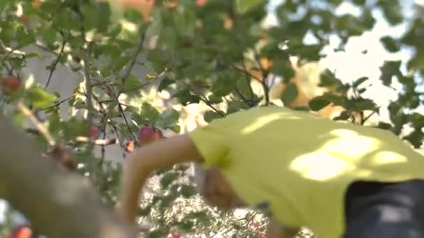 Мальчик Собирает Осенние Яблоки Стоя Ветвях Дерева Селективный Мягкий Фокус — стоковое видео