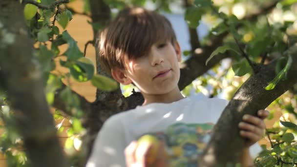 Niño Recoge Manzanas Otoño Mientras Está Pie Las Ramas Árbol — Vídeos de Stock