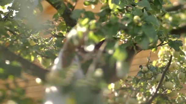 Мальчик Собирает Осенние Яблоки Стоя Ветвях Дерева Селективный Мягкий Фокус — стоковое видео