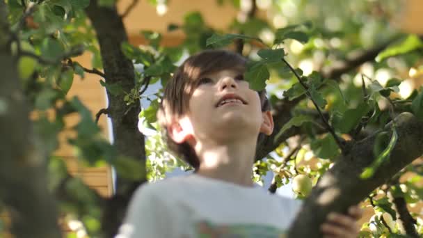Menino Escolhe Maçãs Outono Enquanto Está Nos Galhos Uma Árvore — Vídeo de Stock