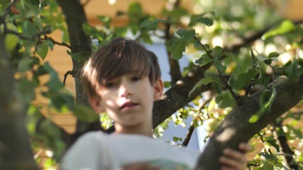 Young Boy Picks Autumn Apples While Standing Branches Tree Selective — Stock Video