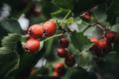 Yapraklı çalılıkta taze olgun kırmızı böğürtlen, yakın plan. Taze, olgun çilek yeşil çalıların üzerinde çiçeklerle; sağlıklı yeme ve refahın sembolü.
