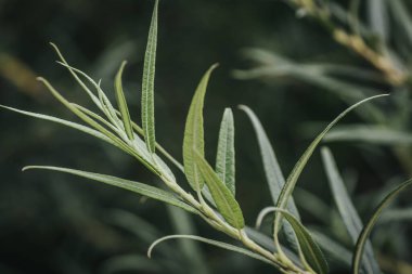 Ayrıntılı Yeşil Bitki Yetiştirme 'nin Güzel Gelişimi. Detaylı yaprak ve yeşil bitki sapıyla canlı bir çiçek açar..