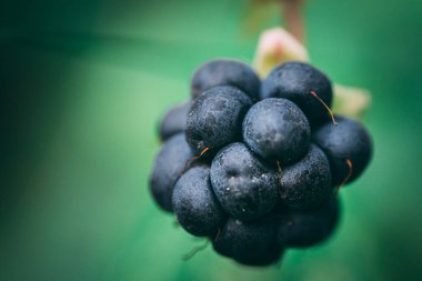 Canlı Organik Berry ve Çiçekli Makro Fotoğrafçılık. Yeşil yapraklar ve narin çiçeklerle çevrili canlı, olgun bir çilek..