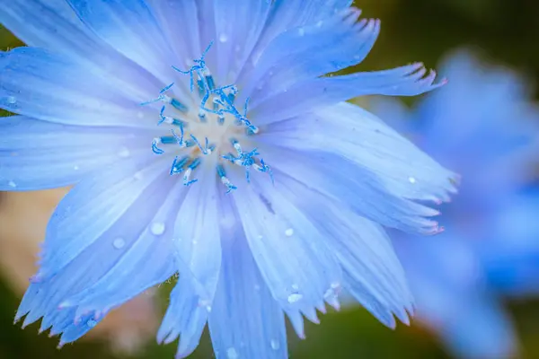 Delikatny Kwiat Kwiatowy Naturze Delikatny Purpurowy Kwiat Naturze Makrofotografia Kwitnącej — Zdjęcie stockowe