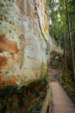 Serene orman patikası doğanın güzelliğini gözler önüne seriyor, insan olmadan. Huzurlu Yol Doğanın Güzelliğinde Bir Yolculuk