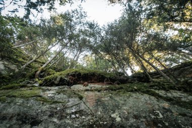 Serene orman patikası doğanın güzelliğini gözler önüne seriyor, insan olmadan. Huzurlu Yol Doğanın Güzelliğinde Bir Yolculuk