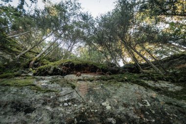 Sakince büyüyen ağaçları ve canlı yaprakları olan sakin bir sonbahar ormanı. Güneşli Yapraklı Huzurlu Sonbahar Ormanı