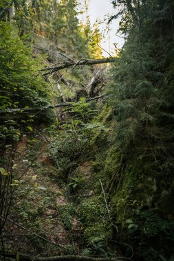 Sakince büyüyen ağaçları ve canlı yaprakları olan sakin bir sonbahar ormanı. Güneşli Yapraklı Huzurlu Sonbahar Ormanı