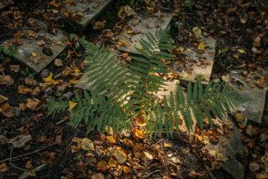 Sakince büyüyen ağaçları ve canlı yaprakları olan sakin bir sonbahar ormanı. Güneşli Yapraklı Huzurlu Sonbahar Ormanı