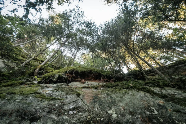 Смертельний Лісовий Шлях Показує Красу Природи Людей Подорож Красунею Природи — стокове фото