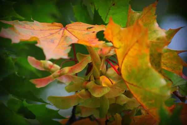 Πτώση Κόκκινα Φύλλα Σφενδάμου Φθινόπωρο Φύλλα Σφενδάμου Στα Κλαδιά Μαλακή — Φωτογραφία Αρχείου