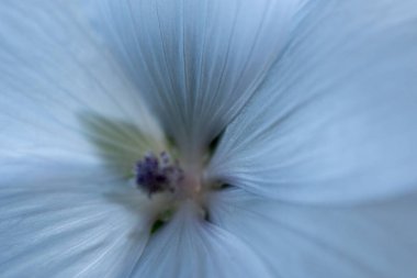 Beyaz yapraklı güzel, kırılgan bir sonbahar çiçeği