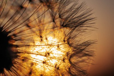 Terk Edilmiş Güneşli Alan Parlayan Sarı Güneş Işığıyla aydınlatıldı. Parlak güneş ışığıyla aydınlatılmış terk edilmiş sarı bir oda. Çiçeklerle Dolu Çayırda Canlı Gün Batımı