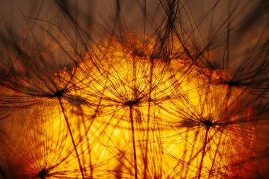 Terk Edilmiş Güneşli Alan Parlayan Sarı Güneş Işığıyla aydınlatıldı. Parlak güneş ışığıyla aydınlatılmış terk edilmiş sarı bir oda. Çiçeklerle Dolu Çayırda Canlı Gün Batımı