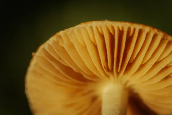 秋のキノコマクロクローズアップ マッシュルームの傘 — ストック写真