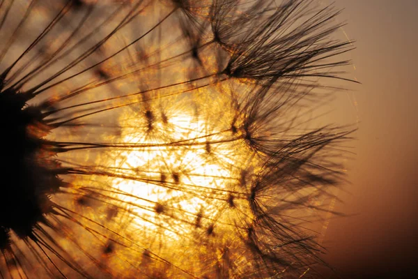 Elhagyott Sunny Field Világító Sárga Napfény Által Megvilágított Egy Elhagyatott — Stock Fotó