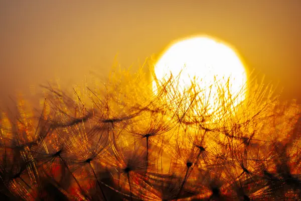 輝く黄色い日光に照らされた砂漠のサニーフィールド 明るい日差しで照らされた放棄された黄色い部屋 花で満たされた影の上の活気のある夕日 — ストック写真