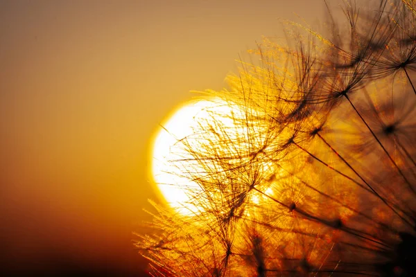 Λιποτάκτης Ηλιόλουστο Πεδίο Φωτισμένο Από Λαμπερό Κίτρινο Ηλιακό Φως Ένα — Φωτογραφία Αρχείου