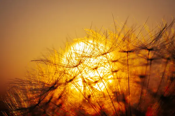 Opuszczone Słoneczne Pole Oświetlone Przez Świecące Żółte Światło Słoneczne Opuszczony — Zdjęcie stockowe