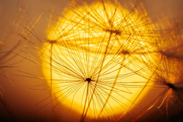 Terk Edilmiş Güneşli Alan Parlayan Sarı Güneş Işığıyla Aydınlatıldı Parlak — Stok fotoğraf