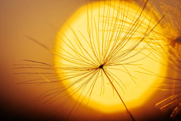 Verlassenes Sonniges Feld Das Von Glühend Gelbem Sonnenlicht Erleuchtet Wird — Stockfoto