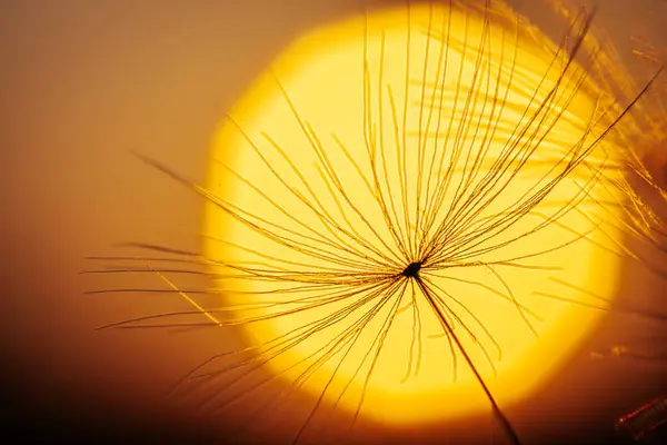 Невидиме Сонячне Поле Освітлене Сяючим Жовтим Сонячним Світлом Залишена Жовта — стокове фото