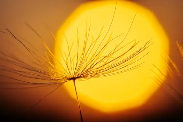 Невидиме Сонячне Поле Освітлене Сяючим Жовтим Сонячним Світлом Залишена Жовта — стокове фото