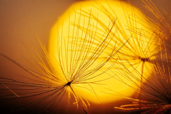Ladang Sunny Yang Ditinggalkan Diterangi Cahaya Matahari Kuning Yang Bersinar Stok Foto